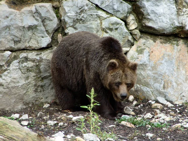 Brown Bear Ursus Arctos Der Braunbar Der Braunbaer Rjavi Medved — Stock Photo, Image