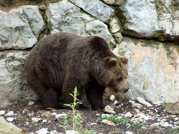 Ursus Arctos Der Braunbar Der Braunbaer Rjavi Medved或Mrki Medvjed Zoo — 图库照片