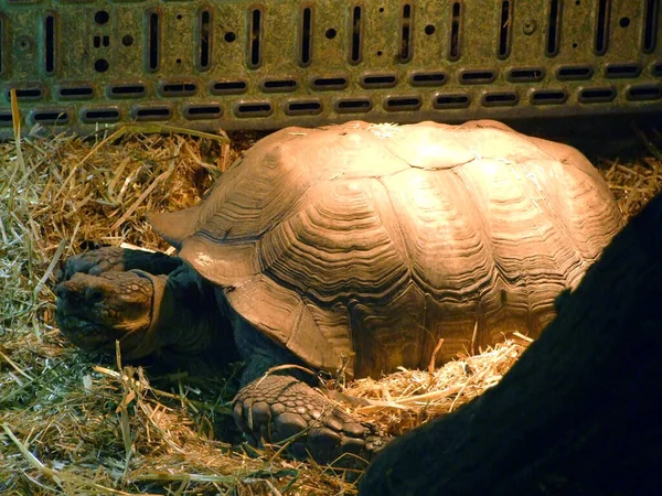 Tartaruga Africana Centrochelys Sulcata Tartaruga Sulcata Die Spornschildkrote Oder Die — Fotografia de Stock