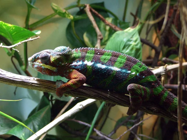 Chameleon Vivariu Zoologická Zahrada Lublaň Zivalski Vrt Lublaň Slovinsko Slovenija — Stock fotografie