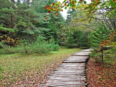 Flora ve Plitvice Gölleri Ulusal Parkı veya nacionalni parkı Plitvicka jezera, UNESCO doğal mirası - Plitvica, Hırvatistan