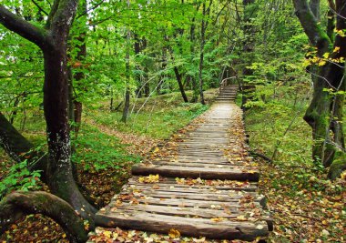 Flora ve Plitvice Gölleri Ulusal Parkı veya nacionalni parkı Plitvicka jezera, UNESCO doğal mirası - Plitvica, Hırvatistan