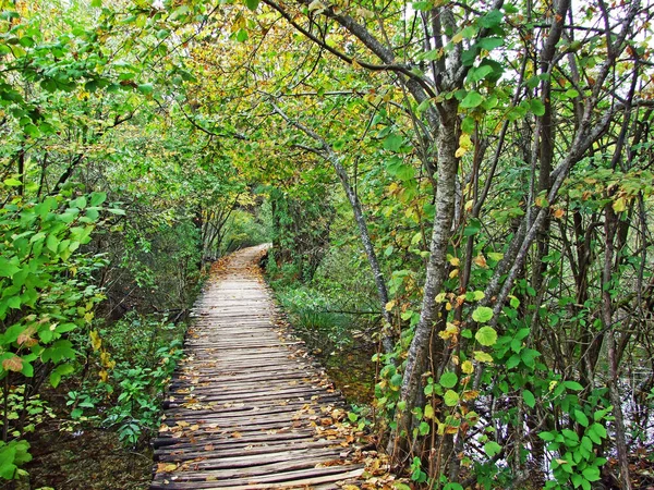 Flora Floresta Parque Nacional Dos Lagos Plitvice Parque Nacional Plitvicka — Fotografia de Stock