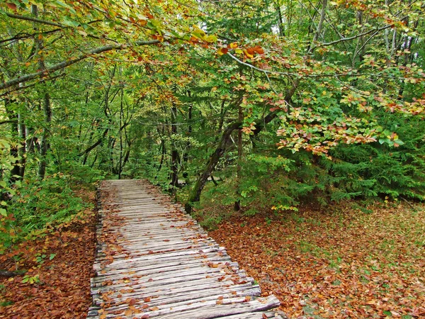Flora Floresta Parque Nacional Dos Lagos Plitvice Parque Nacional Plitvicka — Fotografia de Stock