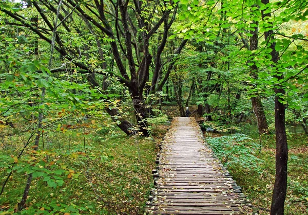 Flora Dan Hutan Taman Nasional Plitvice Lakes Atau Taman Nacionalni — Stok Foto