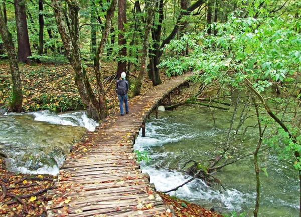 Flora Bosque Del Parque Nacional Los Lagos Plitvice Parque Nacional — Foto de Stock