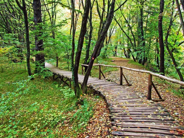 プリトヴィツァ湖国立公園や国立国立公園の植物や森プリトヴィツァ ジェゼラ ユネスコ世界自然遺産 プリトヴィツァ クロアチア — ストック写真