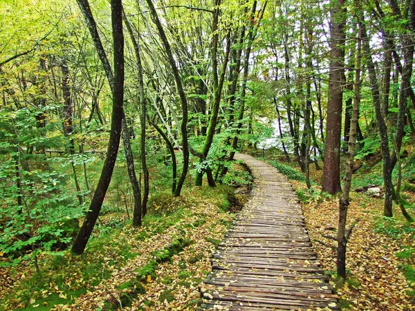 Flora Forest Plitvice Lakes National Park Nacionalni Park Plitvicka Jezera — Φωτογραφία Αρχείου