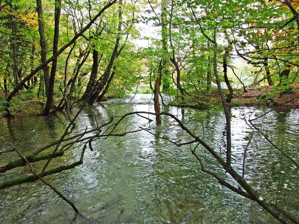 Flora Plitvice Gölleri Ulusal Parkı Veya Nacionalni Parkı Plitvicka Jezera — Stok fotoğraf
