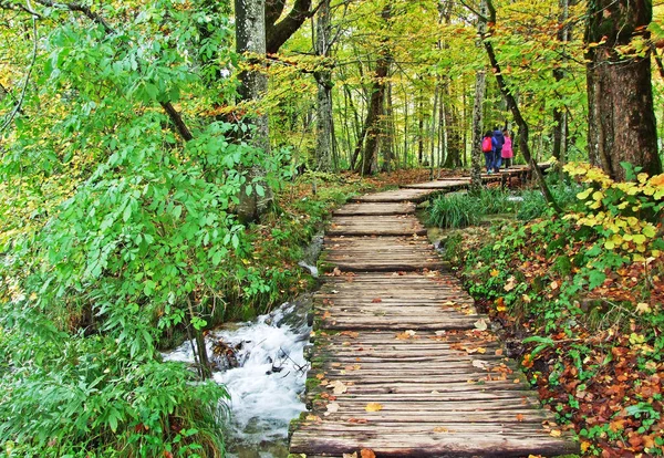 Flora Floresta Parque Nacional Dos Lagos Plitvice Parque Nacional Plitvicka — Fotografia de Stock