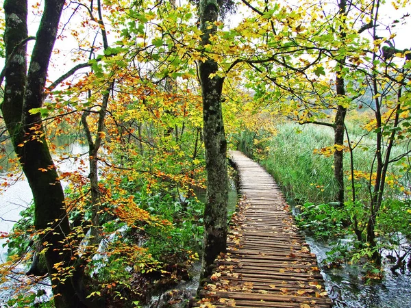 Flora Floresta Parque Nacional Dos Lagos Plitvice Parque Nacional Plitvicka — Fotografia de Stock