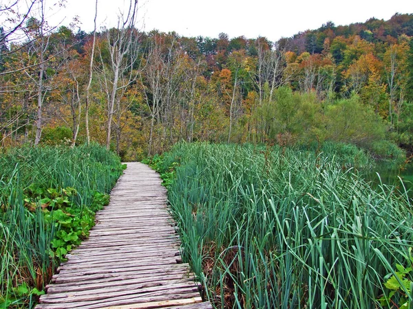 Flora Dan Hutan Taman Nasional Plitvice Lakes Atau Taman Nacionalni — Stok Foto