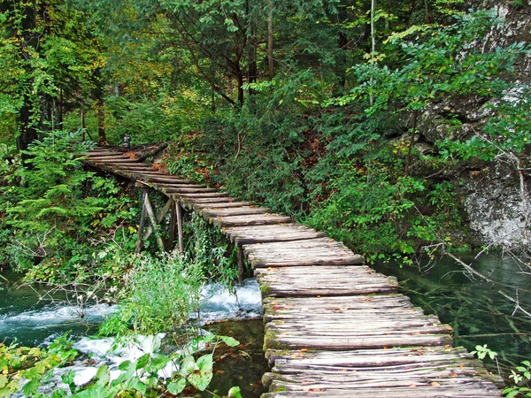 Flora Dan Hutan Taman Nasional Plitvice Lakes Atau Taman Nacionalni — Stok Foto