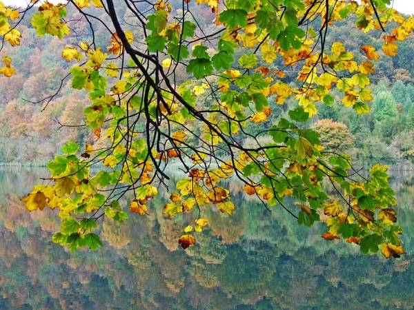 Flora Las Parku Narodowego Jezior Plitwickich Lub Parku Nacionalni Plitvicka — Zdjęcie stockowe
