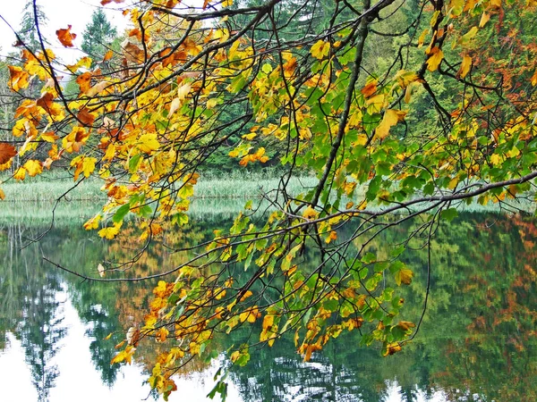 Флора Лес Национального Парка Плитвицкие Озера Национального Парка Плитвицкая Езера — стоковое фото
