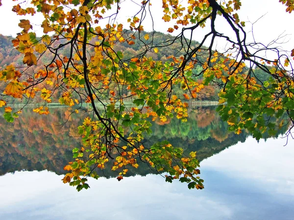 Flora Las Parku Narodowego Jezior Plitwickich Lub Parku Nacionalni Plitvicka — Zdjęcie stockowe