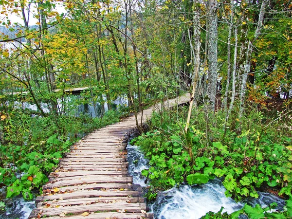 Flora Floresta Parque Nacional Dos Lagos Plitvice Parque Nacional Plitvicka — Fotografia de Stock