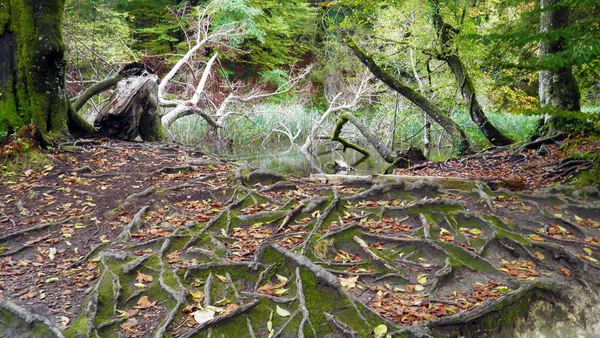 Flora Bos Van Plitvice Meren Nationaal Park Nacionalni Park Plitvicka — Stockfoto