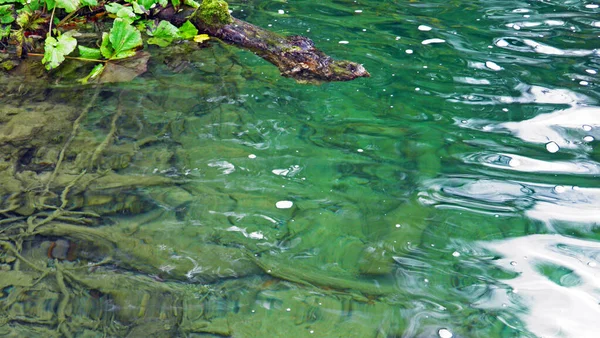Flora Bosque Del Parque Nacional Los Lagos Plitvice Parque Nacional —  Fotos de Stock