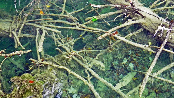 Flora Foresta Dei Laghi Plitvice Parco Nazionale Parco Nazionale Dei — Foto Stock