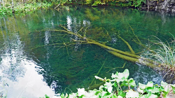 Plitvicei Tavak Nemzeti Park Vagy Plitvicka Jezera Nemzeti Park Növény — Stock Fotó