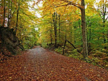 Hırvatistan 'ın Velebit Dağı' nın Lika tarafındaki karışık yaprak döken ormanda sonbahar atmosferi (Jesenji ugodjaj u mijesanoj listopadnoj listopadnoj sumi na lickoj strani planine Velebit, Hrvatska)