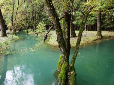 Bahar mağarası ve deresi Baracevac veya Izvor sızıntısı i potok Baracevac (Barac mağaraları veya Znacajni Krajolik Baraceve sızıntısı) - Rakovica, Hırvatistan