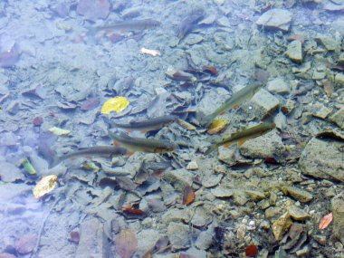 Plitvice Lakes Ulusal Parkı veya nacionalni parkı Plitvicka jezera, UNESCO doğal mirası - Plitvica, Hırvatistan (Kroatien / Hrvatska))