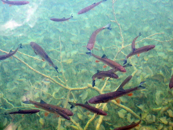 Flora Fauna Parque Nacional Dos Lagos Plitvice Parque Nacional Plitvicka — Fotografia de Stock