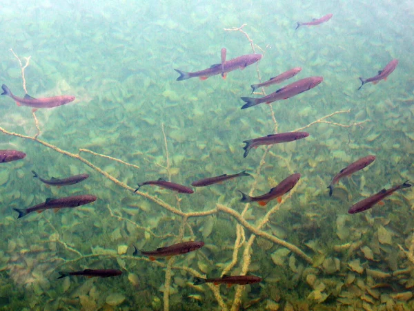 Flora Fauna Plitvice Lakes National Park Nacionalni Park Plitvicka Jezera — Stock Photo, Image