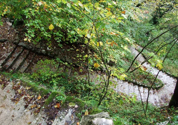 Plitvicei Tavak Nemzeti Park Vagy Plitvicka Jezera Nemzeti Park Növény — Stock Fotó
