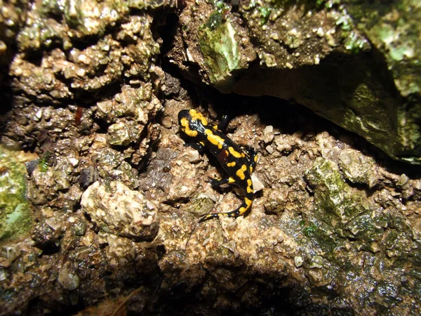 Salamandr Salamandra Salamandra Der Feuersalamander Nebo Pjegavi Dazdevnili Sareni Dazdevnjak — Stock fotografie