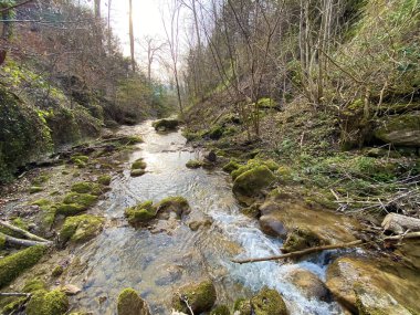 Erlenbacher-Tobel vadisindeki Erlenbach deresi - Zürih Kantonu veya Zuerich, İsviçre (Schweiz)