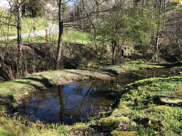 Ruscello Erlenbach Nel Burrone Erlenbacher Tobel All Inizio Della Primavera — Foto Stock