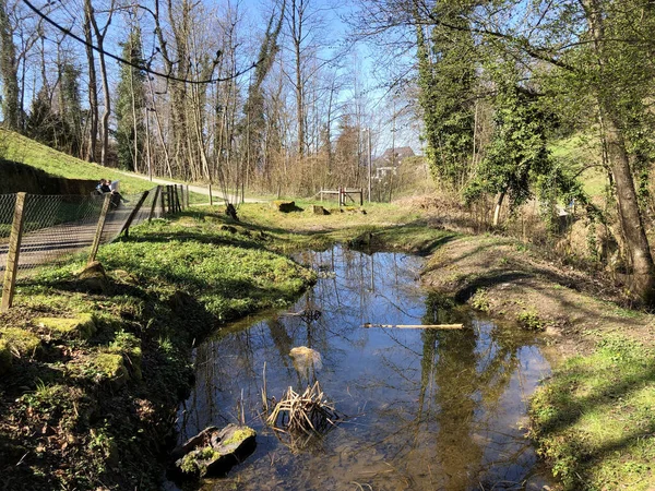 Erlenbacher Tobel Vadisindeki Erlenbach Deresi Zürih Kantonu Veya Zuerich Sviçre — Stok fotoğraf