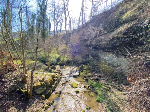 Arroyo Erlenbach Barranco Erlenbacher Tobel Principios Primavera Cantón Zurich Zuerich — Foto de Stock