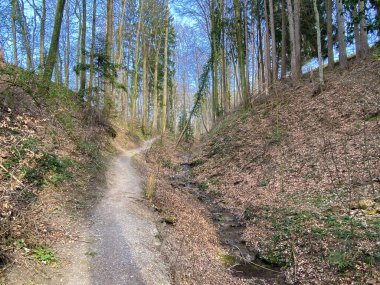 Bahar başında Erlenbach deresi boyunca ve Erlenbacher-Tobel vadisinde yürüyüş, spor ve dinlenme yolları - İsviçre Zürih veya Zuerich Kantonu, İsviçre (Schweiz)