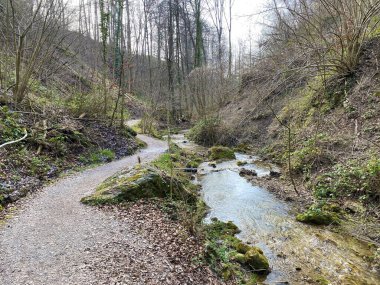 Bahar başında Erlenbach deresi boyunca ve Erlenbacher-Tobel vadisinde yürüyüş, spor ve dinlenme yolları - İsviçre Zürih veya Zuerich Kantonu, İsviçre (Schweiz)
