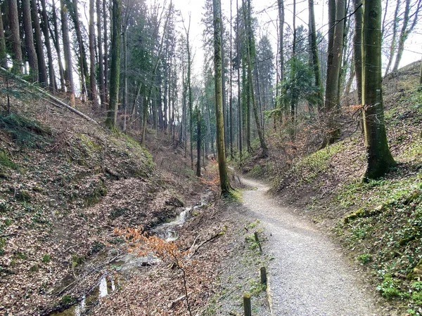 Senderos Para Caminatas Deportes Recreación Largo Del Arroyo Erlenbach Barranco —  Fotos de Stock