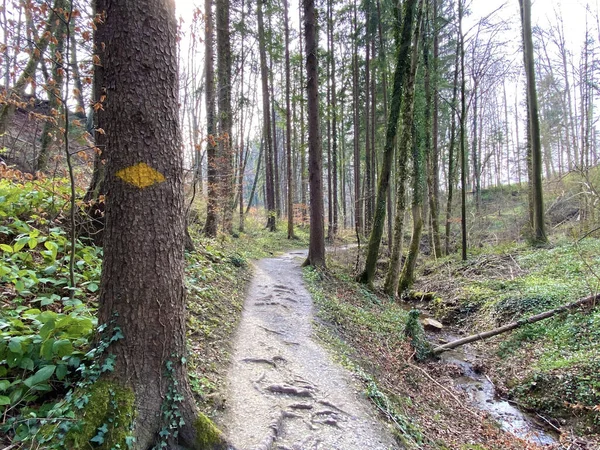 Sentiers Pédestres Sportifs Récréatifs Long Ruisseau Erlenbach Dans Ravin Erlenbacher — Photo