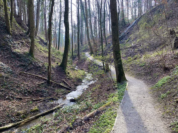 Trilhas Para Caminhadas Esportes Recreação Longo Riacho Erlenbach Ravina Erlenbacher — Fotografia de Stock