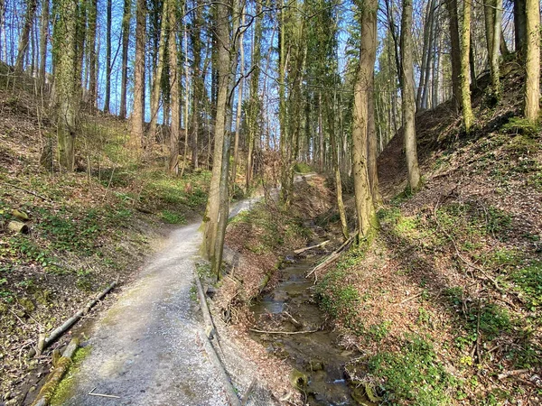 Trilhas Para Caminhadas Esportes Recreação Longo Riacho Erlenbach Ravina Erlenbacher — Fotografia de Stock