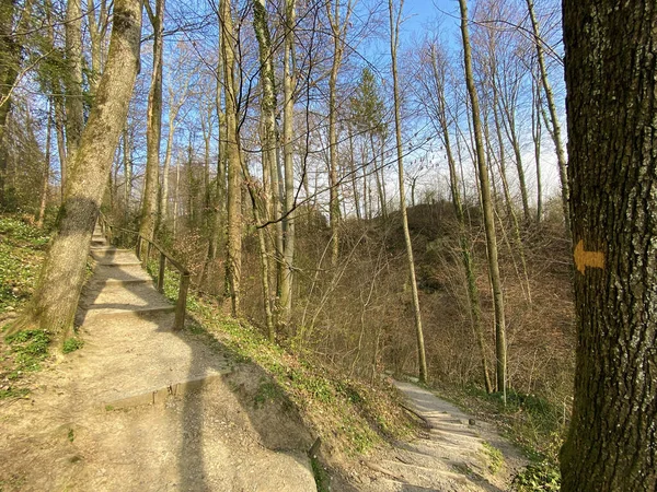 Trails Voor Wandelen Sporten Recreatie Langs Erlenbach Kreek Het Erlenbacher — Stockfoto