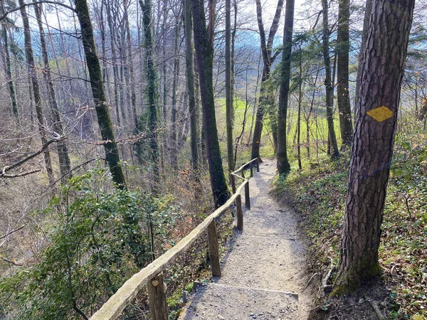 Sentiers Pédestres Sportifs Récréatifs Long Ruisseau Erlenbach Dans Ravin Erlenbacher — Photo