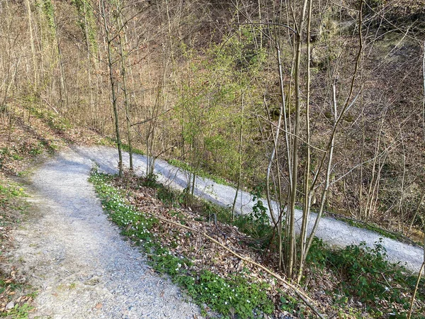 Sentiers Pédestres Sportifs Récréatifs Long Ruisseau Erlenbach Dans Ravin Erlenbacher — Photo
