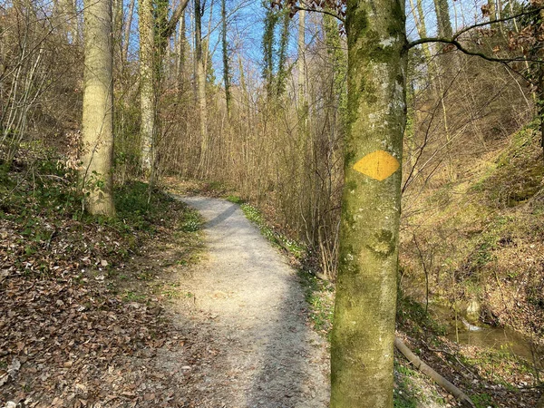 Trilhas Para Caminhadas Esportes Recreação Longo Riacho Erlenbach Ravina Erlenbacher — Fotografia de Stock