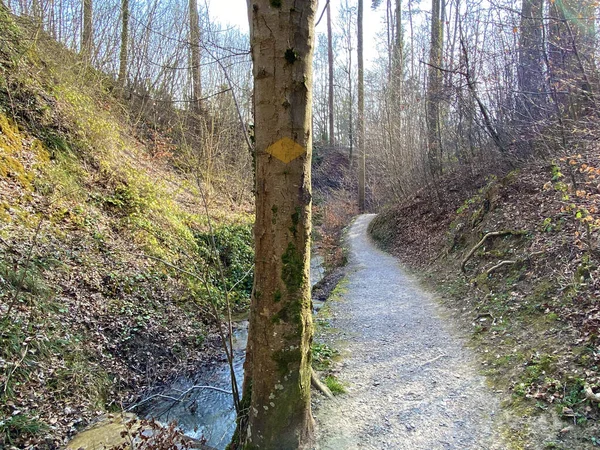 Trilhas Para Caminhadas Esportes Recreação Longo Riacho Erlenbach Ravina Erlenbacher — Fotografia de Stock