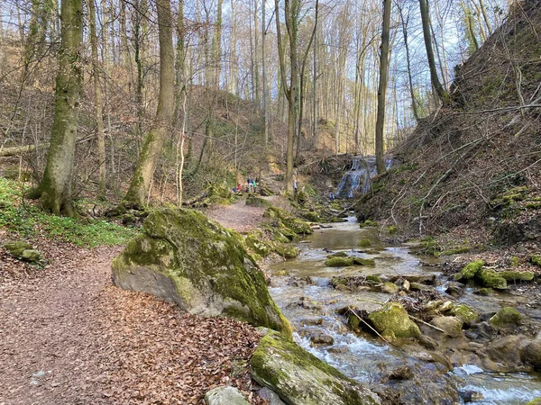 Trails Voor Wandelen Sporten Recreatie Langs Erlenbach Kreek Het Erlenbacher — Stockfoto