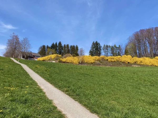 Trails Walking Sports Recreation Pastures Settlements Lake Zurich Zurichsee Zuerichsee — Stock Photo, Image