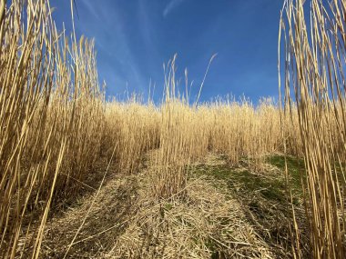 Wetzwil yerleşiminin yanında bulunan uzun çimenler ya da Carex bitkileri - Zürih Kantonu ya da İsviçre (Schweiz)